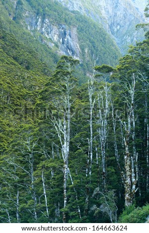 forest with native trees in New Zealand
