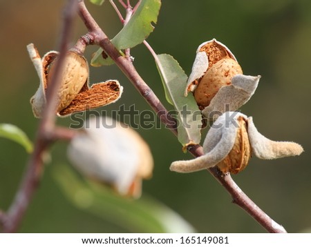 ripe almond seeds
