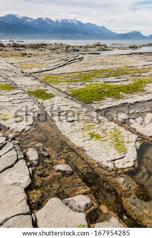 rock pools with seaweed at Kaikoura beach