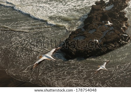gannets soaring above tidal waves