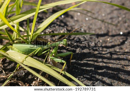 female praying mantis on grass blades
