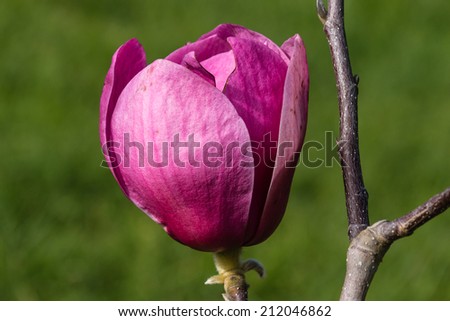 isolated bud of purple magnolia