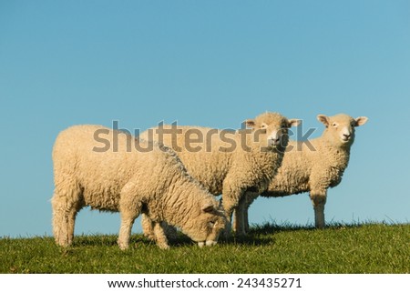 three grazing sheep against blue sky