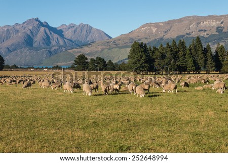 sheep grazing on field in Southern Alps, New Zealand