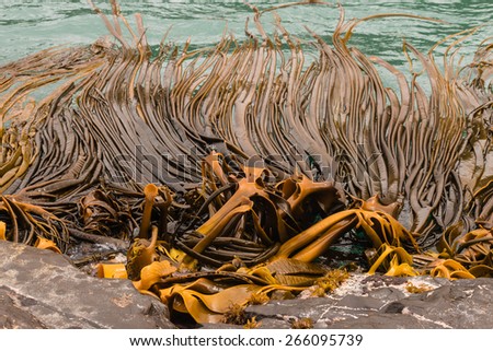 giant kelp waving in sea