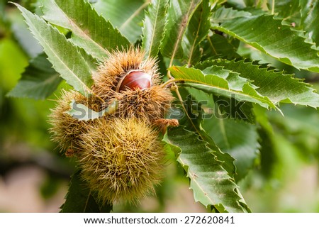 close up of ripe sweet chestnuts