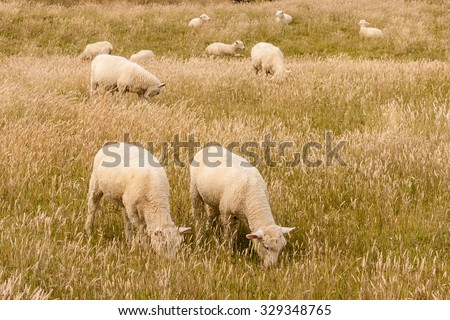 flock of sheared sheep grazing