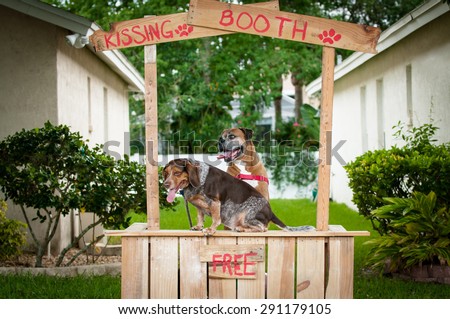 Beagle and Boxer dogs at a kissing booth.