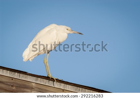 Snowy Egret perched on a covered fishing pier roof looking for food on a cool fall morning