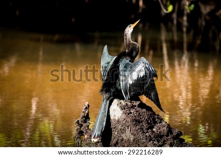 Anhinga sunning on a rock to dry off after diving into the water trying to catch fish