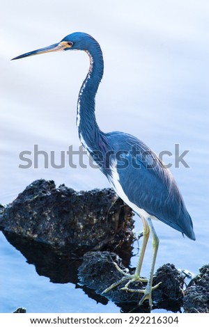Backlit Tricolored Heron standing on a rock searching for food on a cool, fall morning