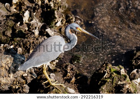 Tricolored Heron searching for food in the water on a cool, fall morning