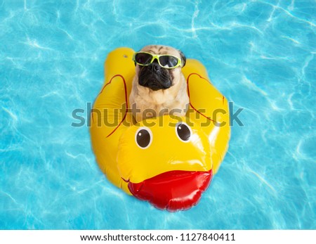 Cute pug floating in a swimming pool with a yellow duck flotation device