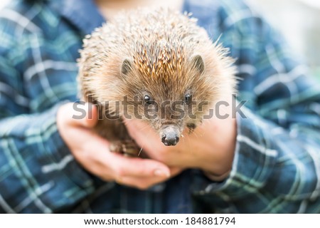 hedgehog hands