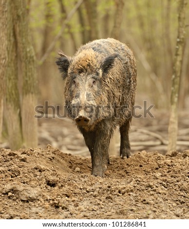Wild wild Boar in-field
