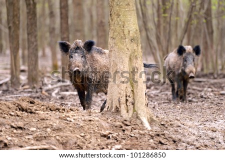 Wild wild Boar in-field