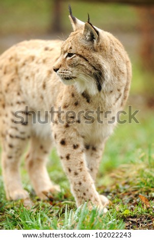 Young Lynx