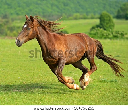 Hurrying Horse - stock photo Hurrying Horse - stock photo