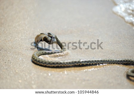 venomous snake