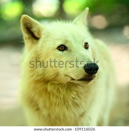 White wolf in forest