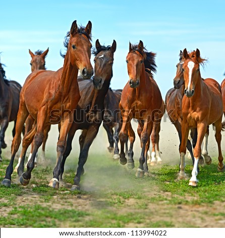 Herd of hurrying Horse on the field.