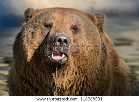 Brown bear in a natural habitat