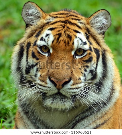 Portrait of Amur Tigers Portrait of Amur Tigers