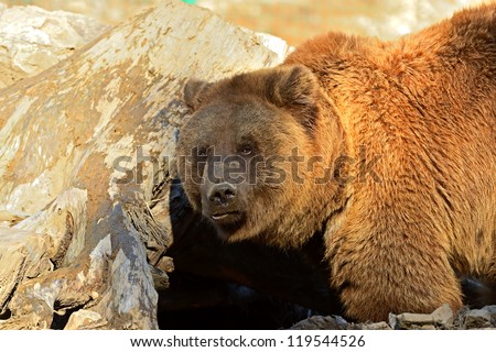 Brown bear in a natural habitat