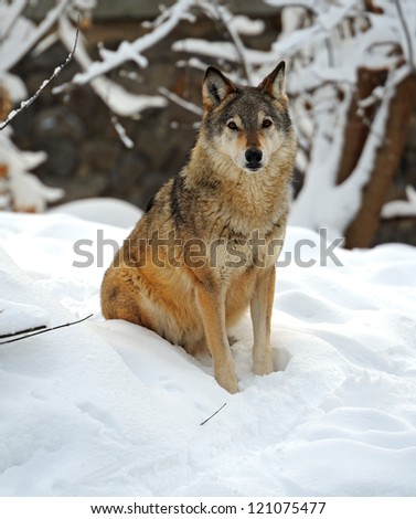 wolf sitting in the snow in winter