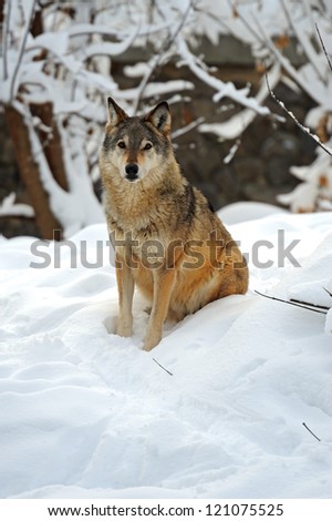 wolf sitting in the snow in winter