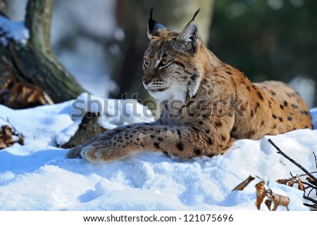 Lynx winter walks in the snow