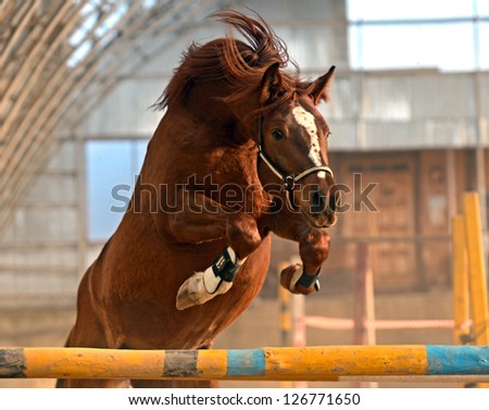 Horse in the arena overcomes obstacles