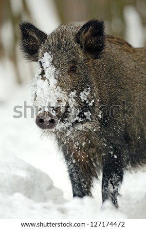 Wild boar in the wild in winter