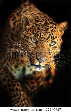 Portrait Of Leopard