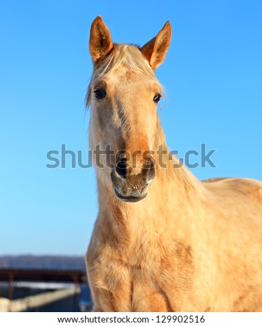Horse portrait on a background of blue sky