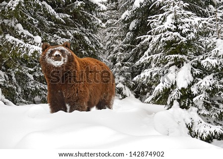 Brown bear after hibernation in the wild