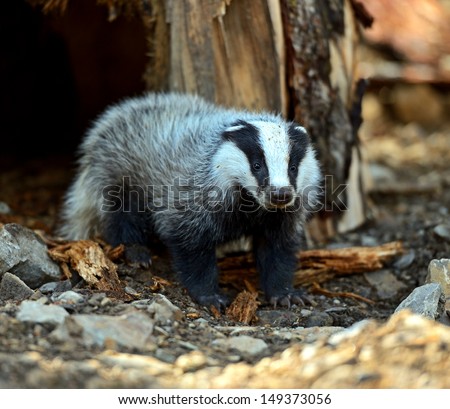 Badger Badger