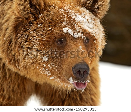 The brown bear in its natural habitat.