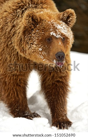 The brown bear in its natural habitat.