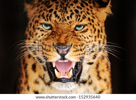 Amur Leopard portrait in nature