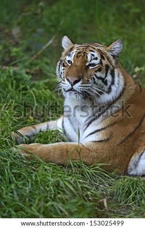 Skin Amur Tiger in the summer