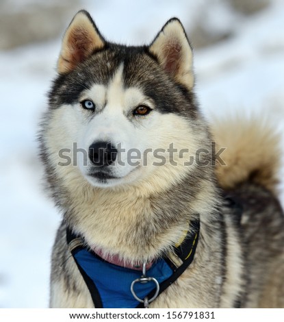 Portrait Laiki Husky dog sled in winter