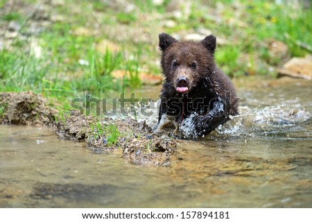 Bear in its natural habitat