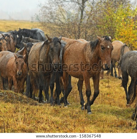 A herd of horses in the autumn