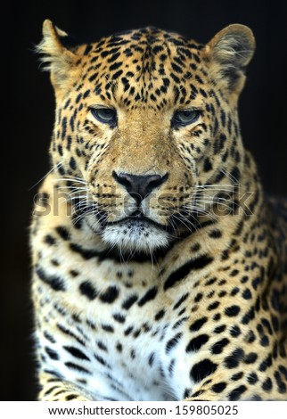 Portrait of Amur Leopard summer