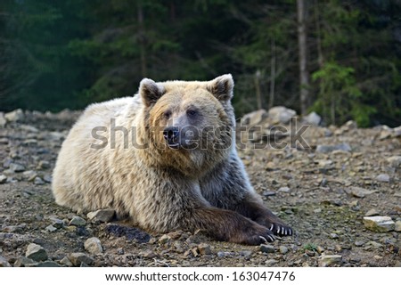 Brown bear in its natural habitat