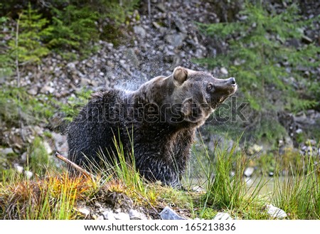Brown bear in its natural habitat