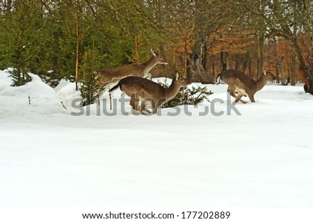Deer running in the snow in winter