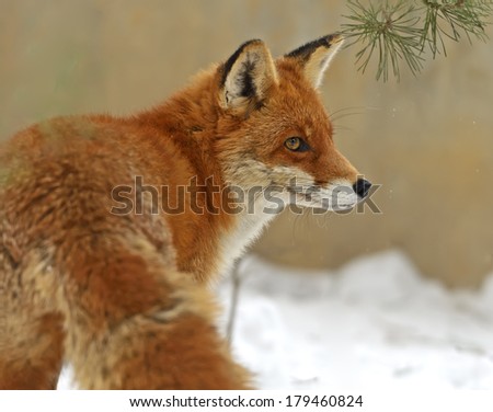 Red fox in natural conditions of nature