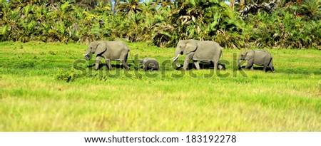 Elephants family on African savanna. Safari in Amboseli